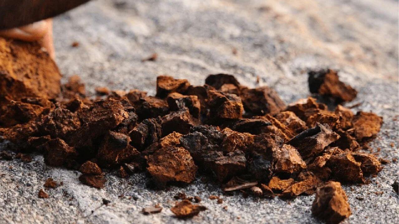 Chaga le champignon miraculeux