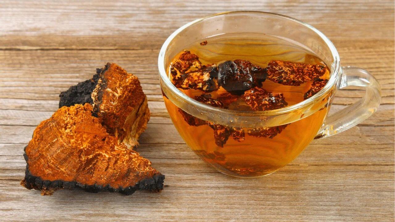 Infusion de chaga